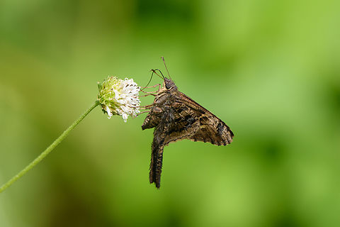 Dorantes Longtail, Leticia, Colombia  Cecropterus dorantes,Colombia,Colombia 2024,Geotagged,Leticia,South America,Spring,World