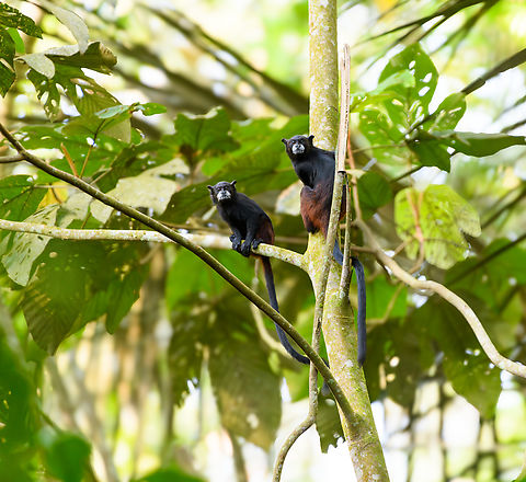 Black-mantled Tamarins, Leticia, Colombia  Black-mantled Tamarin,Brazil,Colombia,Colombia 2024,Geotagged,Leticia,Saguinus nigricollis,South America,Spring,World