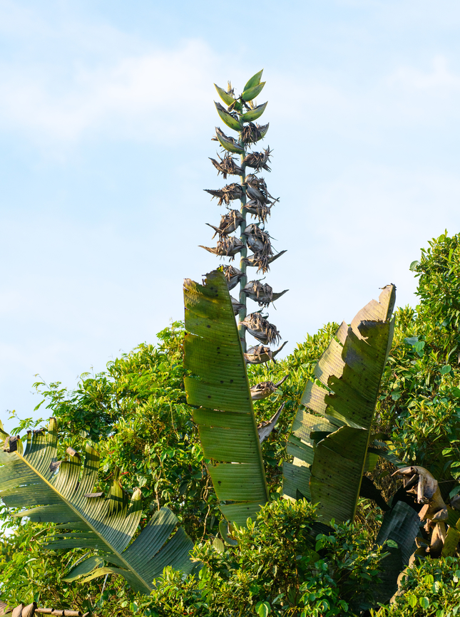 Phenakospermum guyannense, Leticia, Colombia  Colombia,Colombia 2024,Geotagged,Leticia,Phenakospermum,Phenakospermum guyannense,South America,Spring,World