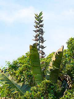 Phenakospermum guyannense, Leticia, Colombia  Colombia,Colombia 2024,Geotagged,Leticia,Phenakospermum,Phenakospermum guyannense,South America,Spring,World