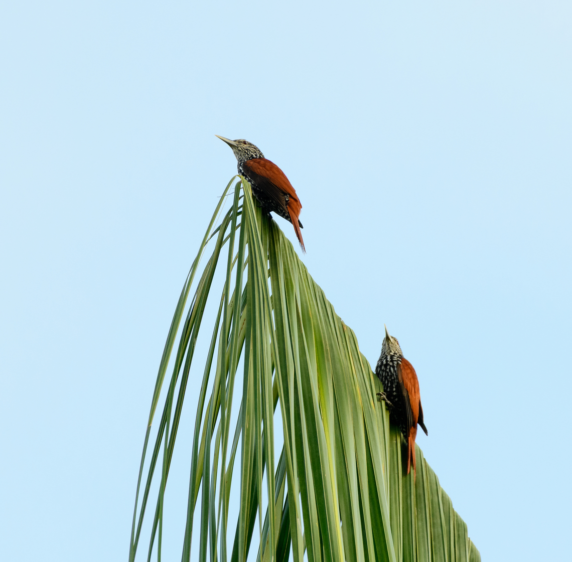 Point-tailed Palmcreepers, Leticia, Colombia  Berlepschia rikeri,Colombia,Colombia 2024,Geotagged,Leticia,Point-tailed palmcreeper,South America,Spring,World