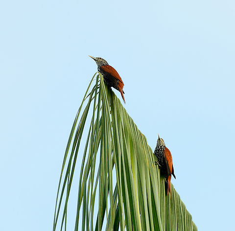 Point-tailed Palmcreepers, Leticia, Colombia  Berlepschia rikeri,Colombia,Colombia 2024,Geotagged,Leticia,Point-tailed palmcreeper,South America,Spring,World
