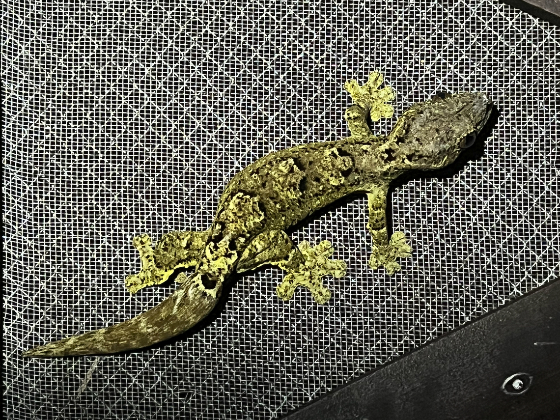 Southern Turnip-tailed Gecko, Leticia, Colombia Found on the door of our lodge when we returned to it. Unfortunately, my macro lens was inside so had to do this with my smartphone. Colombia,Colombia 2024,Geotagged,Leticia,South America,Southern Turnip-tailed Gecko,Spring,Thecadactylus solimoensis,World