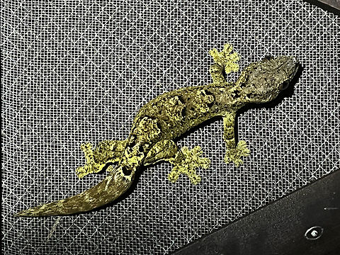 Southern Turnip-tailed Gecko, Leticia, Colombia Found on the door of our lodge when we returned to it. Unfortunately, my macro lens was inside so had to do this with my smartphone. Colombia,Colombia 2024,Geotagged,Leticia,South America,Southern Turnip-tailed Gecko,Spring,Thecadactylus solimoensis,World