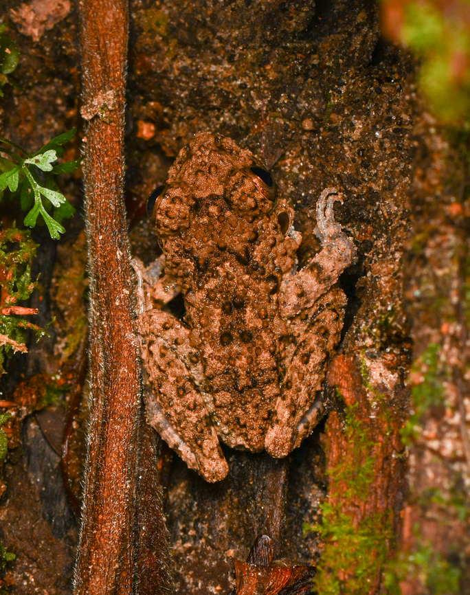 Common Big-headed Frog, Leticia, Colombia  Colombia,Colombia 2024,Common Big-headed Frog,Geotagged,Leticia,Oreobates quixensis,South America,Spring,World