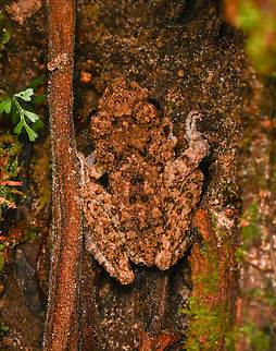 Common Big-headed Frog, Leticia, Colombia  Colombia,Colombia 2024,Common Big-headed Frog,Geotagged,Leticia,Oreobates quixensis,South America,Spring,World