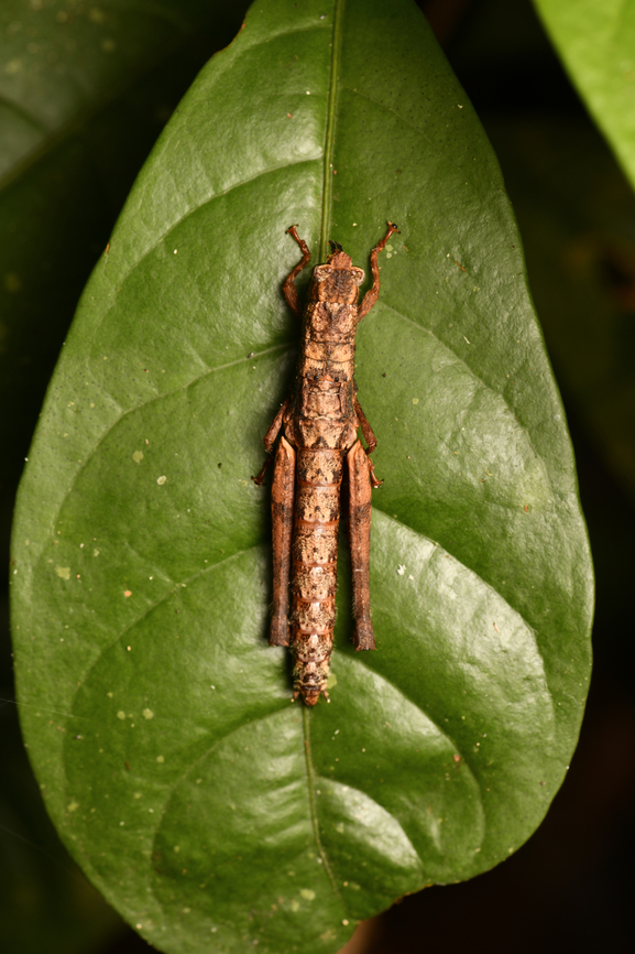 Mystery?, Leticia, Colombia This observation has me puzzled. The big hind-legs suggest it&#039;s a grasshopper but the tube-like body and eyes suggests it&#039;s a stick insect. There&#039;s no visible antennae. Wings are underdeveloped. My best guess is a juvenile stick insect but I can&#039;t find any with hind legs like this. Colombia,Colombia 2024,Geotagged,Leticia,South America,Spring,World