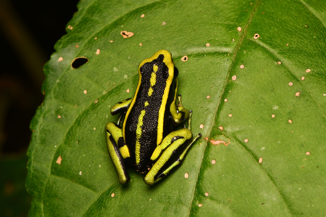 Three-striped Poison Frog, Leticia, Colombia Locally common. Ameerega trivittatus,Colombia,Colombia 2024,Geotagged,Leticia,South America,Spring,Three-striped Poison Frog,World