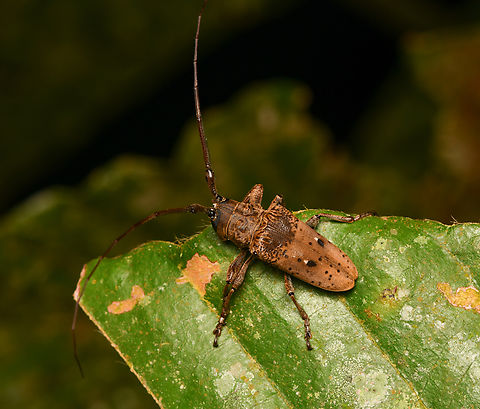 Tybalmia pupillata, Leticia, Colombia Just a handful of observations for this species, spread across several countries. It is probably widespread but rarely recorded. Colombia,Colombia 2024,Geotagged,Leticia,South America,Spring,Tybalmia pupillata,World