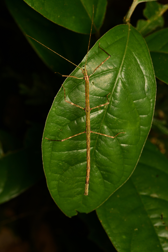 Green stick insect, Leticia, Colombia  Colombia,Colombia 2024,Geotagged,Leticia,South America,Spring,World