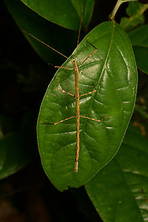 Green stick insect, Leticia, Colombia  Colombia,Colombia 2024,Geotagged,Leticia,South America,Spring,World
