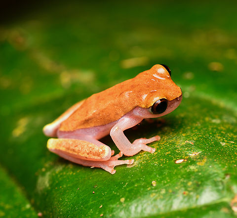Reticulated Tree Frog, Leticia, Colombia Very variable species that sometimes looks way more interesting than this. Colombia,Colombia 2024,Dendropsophus reticulatus,Geotagged,Leticia,Reticulated tree frog,South America,Spring,World