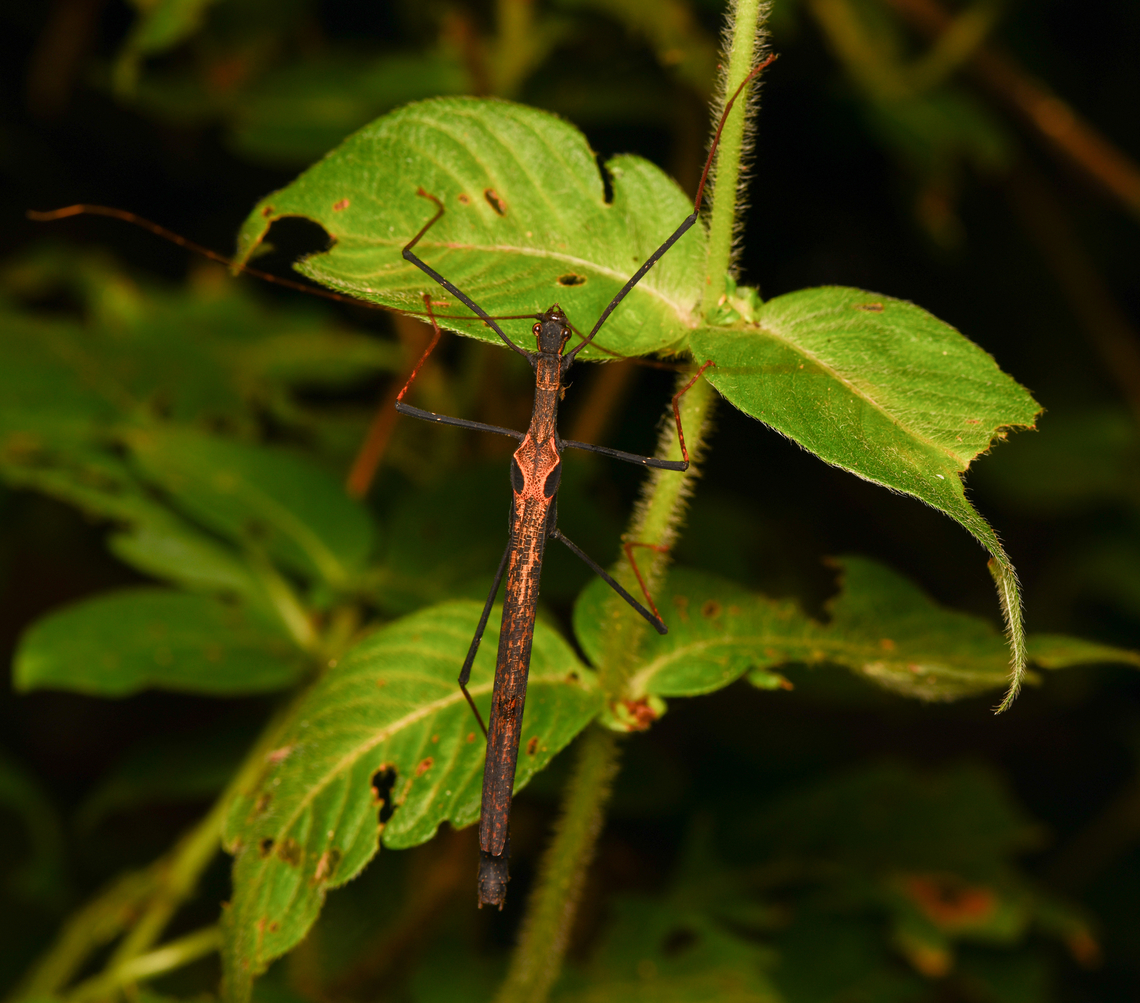 Pseudophasma bispinosum, Leticia, Colombia  Colombia,Colombia 2024,Geotagged,Leticia,Pseudophasma bispinosum,South America,Spring,World