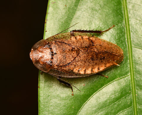 Epilampra egregia, Leticia, Colombia  Colombia,Colombia 2024,Epilampra egregia,Geotagged,Leticia,South America,Spring,World