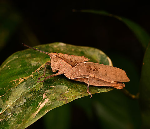 Colpolopha latipennis, Leticia, Colombia Tentative ID. Other candidate is Colpolopha obsoleta but less likely due to distribution. Colombia,Colombia 2024,Colpolopha latipennis,Geotagged,Leticia,South America,Spring,World