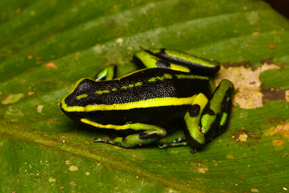 Three-striped Poison Frog, Leticia, Colombia  Ameerega trivittatus,Colombia,Colombia 2024,Geotagged,Leticia,South America,Spring,Three-striped Poison Frog,World