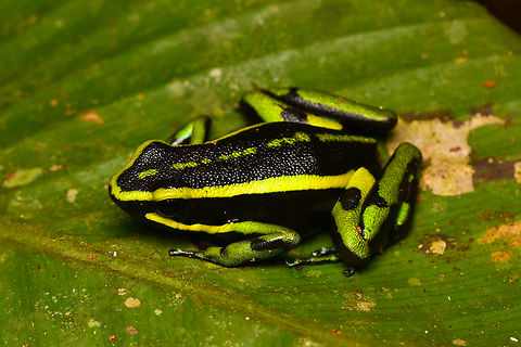 Three-striped Poison Frog, Leticia, Colombia  Ameerega trivittatus,Colombia,Colombia 2024,Geotagged,Leticia,South America,Spring,Three-striped Poison Frog,World