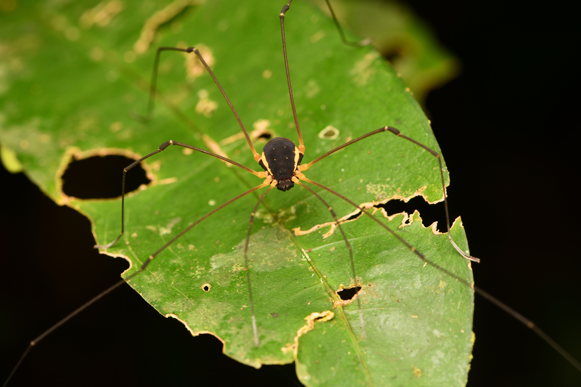 Protus speciosus, Leticia, Colombia  Colombia,Colombia 2024,Geotagged,Leticia,Protus speciosus,South America,Spring,World