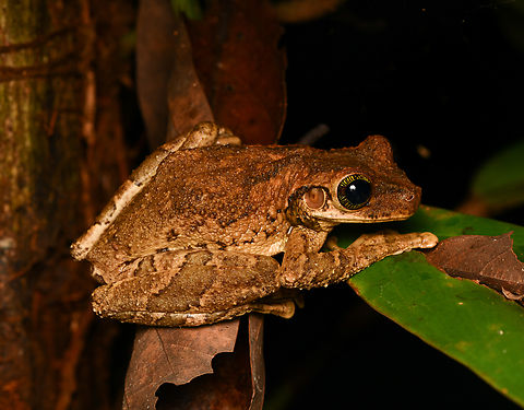 Osteocephalus taurinus, Leticia, Colombia  Colombia,Colombia 2024,Geotagged,Leticia,Manaus slender-legged tree frog,Osteocephalus taurinus,South America,Spring,World