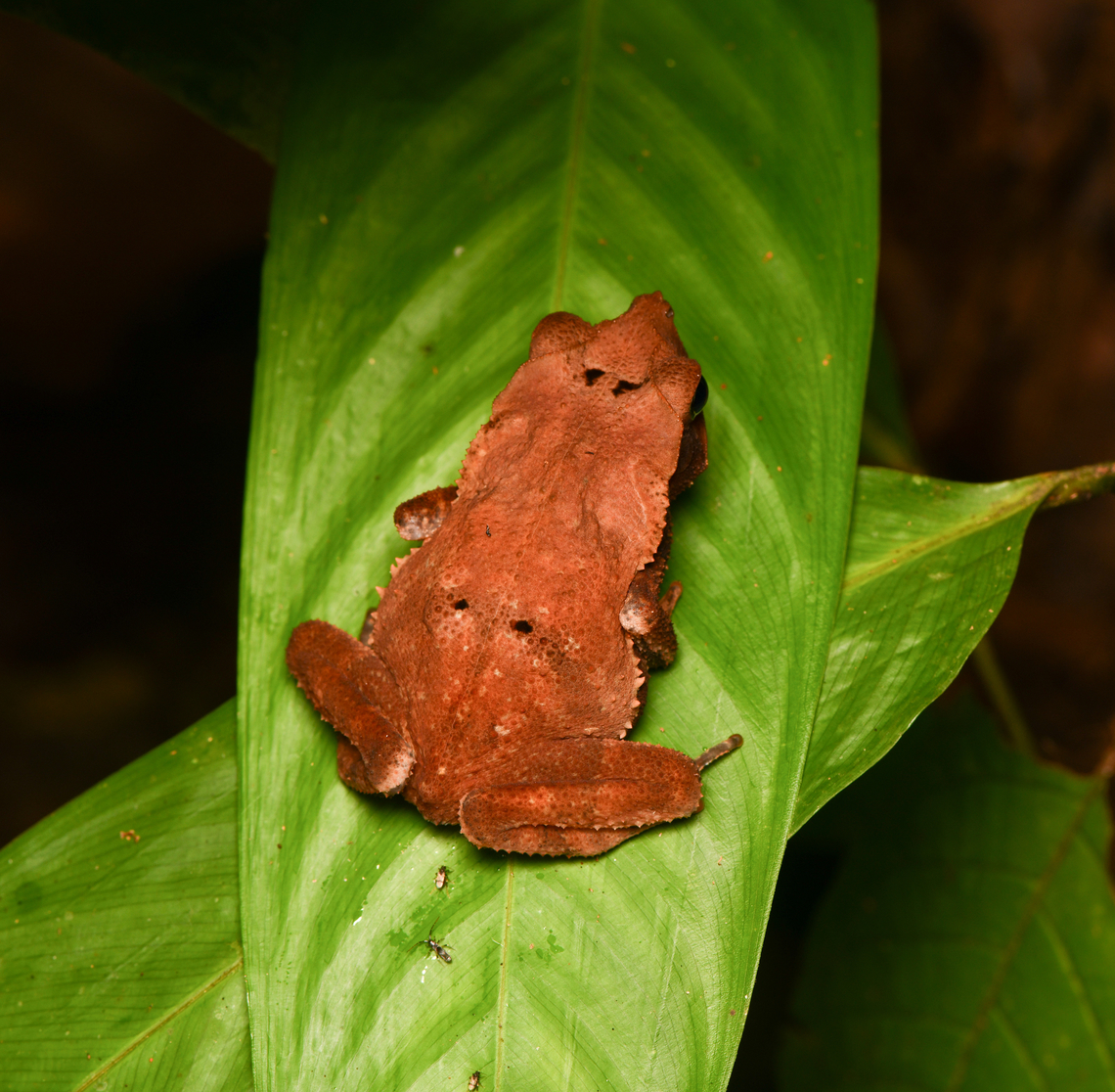 Rhinella dapsilis, Leticia, Colombia <figure class="photo"><a href="https://www.jungledragon.com/image/168104/rhinella_dapsilis_leticia_colombia.html" title="Rhinella dapsilis, Leticia, Colombia"><img src="https://s3.amazonaws.com/media.jungledragon.com/images/2/168104_thumb.jpg?AWSAccessKeyId=05GMT0V3GWVNE7GGM1R2&Expires=1759968010&Signature=nmns9cLsIeunnAopQiL%2FXiCNZDE%3D" width="200" height="150" alt="Rhinella dapsilis, Leticia, Colombia https://www.jungledragon.com/image/168103/rhinella_margaritifera_leticia_colombia.html Colombia,Colombia 2024,Geotagged,Leticia,Rhinella dapsilis,Sharp-nosed Toad,South America,Spring,World" /></a></figure> Colombia,Colombia 2024,Geotagged,Leticia,Rhinella dapsilis,South America,Spring,World