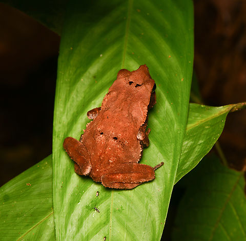 Rhinella dapsilis, Leticia, Colombia https://www.jungledragon.com/image/168104/rhinella_margaritifera_leticia_colombia.html Colombia,Colombia 2024,Geotagged,Leticia,Rhinella dapsilis,South America,Spring,World