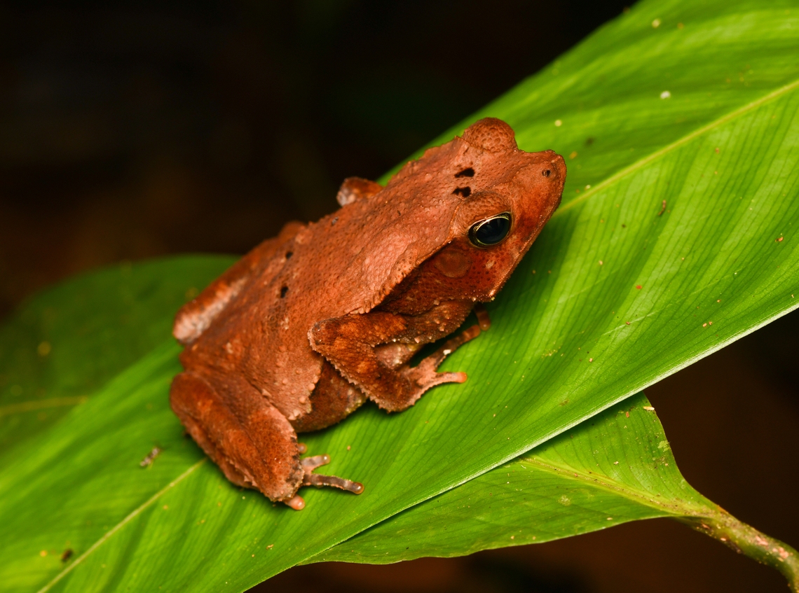 Rhinella dapsilis, Leticia, Colombia <figure class="photo"><a href="https://www.jungledragon.com/image/168103/rhinella_dapsilis_leticia_colombia.html" title="Rhinella dapsilis, Leticia, Colombia"><img src="https://s3.amazonaws.com/media.jungledragon.com/images/2/168103_thumb.jpg?AWSAccessKeyId=05GMT0V3GWVNE7GGM1R2&Expires=1759968010&Signature=Lqn0%2FxRcFv1NmaoSC9CoZMwAnr8%3D" width="200" height="196" alt="Rhinella dapsilis, Leticia, Colombia https://www.jungledragon.com/image/168104/rhinella_margaritifera_leticia_colombia.html Colombia,Colombia 2024,Geotagged,Leticia,Rhinella dapsilis,South America,Spring,World" /></a></figure> Colombia,Colombia 2024,Geotagged,Leticia,Rhinella dapsilis,Sharp-nosed Toad,South America,Spring,World