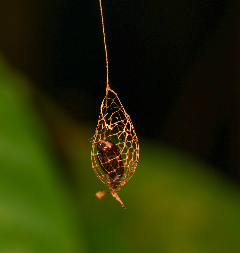 Urodidae Moth Cocoon, Leticia, Colombia The unique mesh cocoon of a Urodidae moth. This structure is semi-open to allow rain to flow through, avoiding the drowning of the pupa. It hangs by a long thread to avoid ants.<br />
<br />
Source and more info: <a href="https://www.amusingplanet.com/2014/08/cocoon-of-urodidae-moth.html" rel="nofollow">https://www.amusingplanet.com/2014/08/cocoon-of-urodidae-moth.html</a> Colombia,Colombia 2024,Geotagged,Leticia,South America,Spring,World