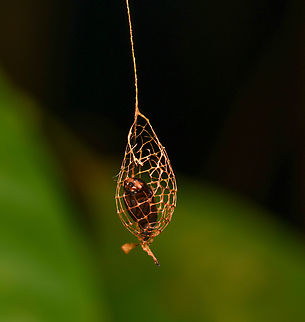 Urodidae Moth Cocoon, Leticia, Colombia The unique mesh cocoon of a Urodidae moth. This structure is semi-open to allow rain to flow through, avoiding the drowning of the pupa. It hangs by a long thread to avoid ants.

Source and more info: https://www.amusingplanet.com/2014/08/cocoon-of-urodidae-moth.html Colombia,Colombia 2024,Geotagged,Leticia,South America,Spring,World