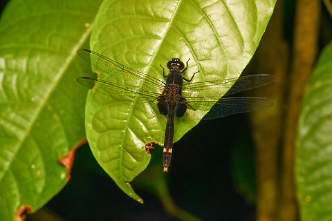 Erythemis attala, Leticia, Colombia Tentative ID. Black Pondhawk,Colombia,Colombia 2024,Erythemis attala,Geotagged,Leticia,South America,Spring,World