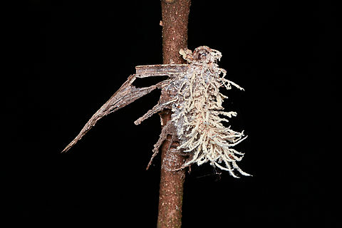Akanthomyces aculeatus, Leticia, Colombia Parasitic fungus overtaking a moth. I think this is Akanthomyces aculeatus, which seems specialized in moths. Akanthomyces aculeatus,Colombia,Colombia 2024,Geotagged,Leticia,South America,Spring,World