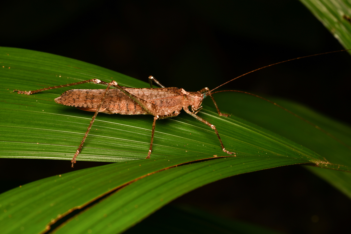 Tribe Teleutiini, Leticia, Colombia Similar to Teleutias vicinissimus, but not confident it&#039;s a full match. Colombia,Colombia 2024,Geotagged,Leticia,South America,Spring,World