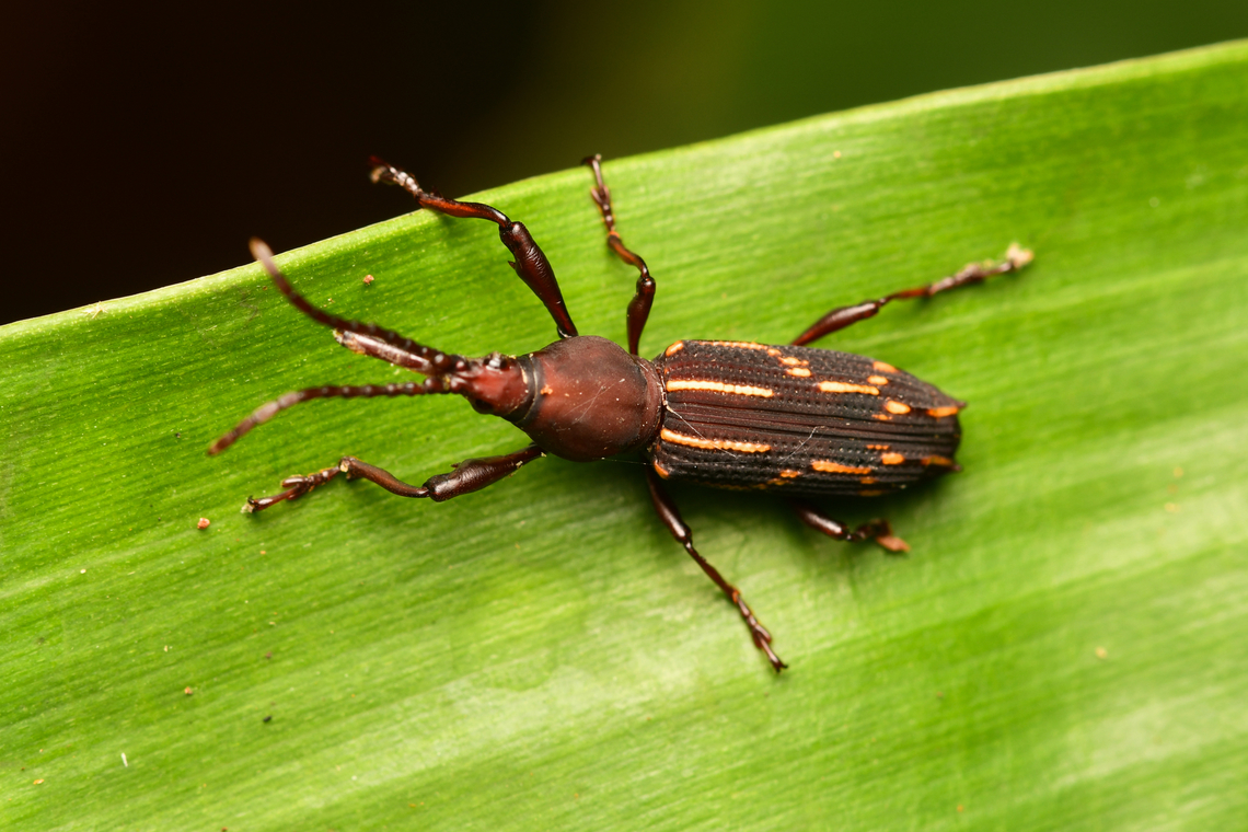 Tribe Arrhenodini, Leticia, Colombia  Colombia,Colombia 2024,Geotagged,Leticia,South America,Spring,World