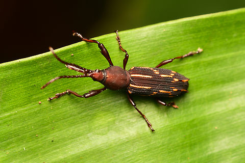 Tribe Arrhenodini, Leticia, Colombia  Colombia,Colombia 2024,Geotagged,Leticia,South America,Spring,World
