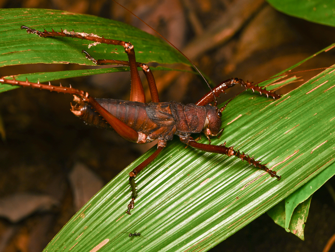 Panoploscelis specularis, Leticia, Colombia The "too big for macro" katydid. Colombia,Colombia 2024,Geotagged,Leticia,Panoploscelis specularis,South America,Spring,World