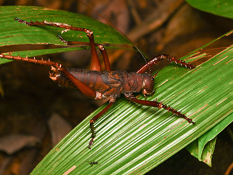 Panoploscelis specularis, Leticia, Colombia The "too big for macro" katydid. Colombia,Colombia 2024,Geotagged,Leticia,Panoploscelis specularis,South America,Spring,World