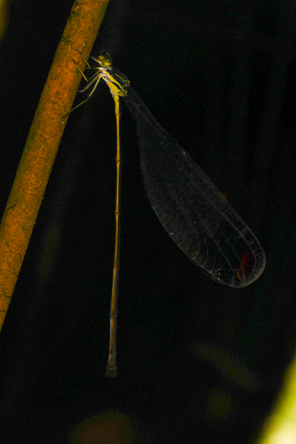 Mecistogaster modesta, Leticia, Colombia A hideous photo because it was severely underexposed due to the large distance. I&#039;m posting it anyway because of how remarkable Mecistogaster species are. Enormous, and they move like a helicopter:<br />
<section class="video"><iframe width="448" height="282" src="https://www.youtube-nocookie.com/embed/GkxoXDQTUc8?hd=1&autoplay=0&rel=0" frameborder="0" allowfullscreen></iframe></section> Colombia,Colombia 2024,Geotagged,Leticia,Mecistogaster modesta,South America,Spring,World