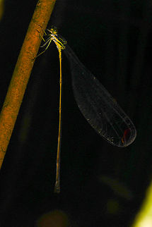 Mecistogaster modesta, Leticia, Colombia A hideous photo because it was severely underexposed due to the large distance. I'm posting it anyway because of how remarkable Mecistogaster species are. Enormous, and they move like a helicopter:
https://www.youtube.com/watch?v=GkxoXDQTUc8 Colombia,Colombia 2024,Geotagged,Leticia,Mecistogaster modesta,South America,Spring,World