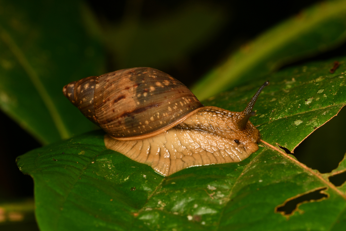 Giant snail, Leticia, Colombia  Colombia,Colombia 2024,Geotagged,Leticia,South America,Spring,World