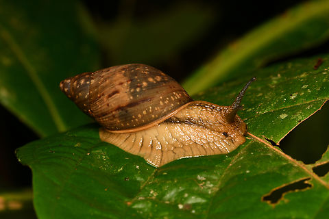 Giant snail, Leticia, Colombia  Colombia,Colombia 2024,Geotagged,Leticia,South America,Spring,World