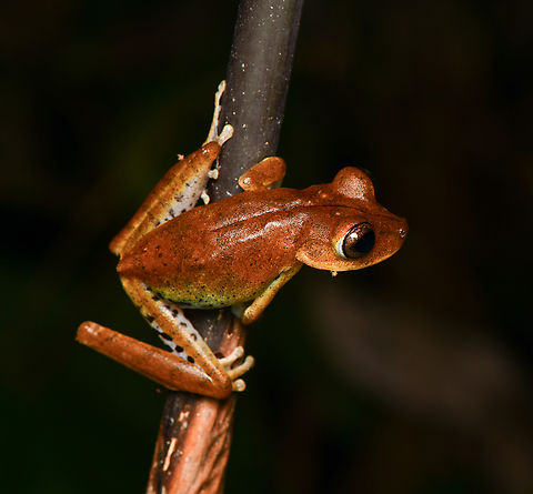 Boana fasciata, Leticia, Colombia  Boana fasciata,Colombia,Colombia 2024,Geotagged,Gunther's banded tree frog,Leticia,South America,Spring,World