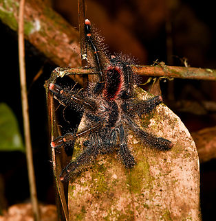Avicularia juruensis, Leticia, Colombia  Avicularia juruensis,Colombia,Colombia 2024,Geotagged,Leticia,South America,Spring,World,Yellow-banded Pinktoe Tarantula