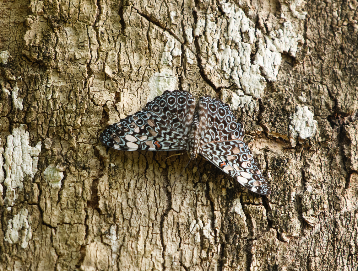 Hamadryas fornax, Mocagua, Colombia Hamadryas species are called "crackers" because males produce a cracking sound as part of their territorial display. Colombia,Colombia 2024,Geotagged,Hamadryas fornax,Orange Cracker,South America,Spring,World