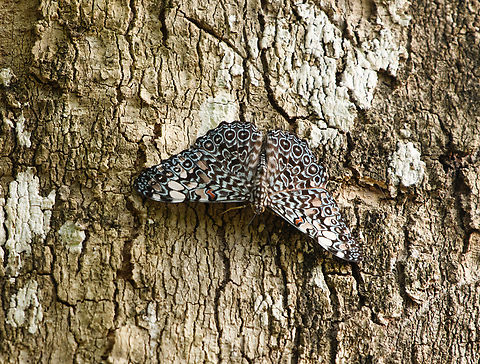 Hamadryas fornax, Mocagua, Colombia Hamadryas species are called "crackers" because males produce a cracking sound as part of their territorial display. Colombia,Colombia 2024,Geotagged,Hamadryas fornax,Orange Cracker,South America,Spring,World