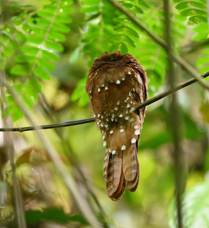 Rufous Potoo, Mocagua, Colombia One of the birding highlights of the trip. This potoo is rarely observed. It is much smaller than most other potoos. It&#039;s quite dark or appears dark due to the dense forests it resides in. To the naked eye, it resembles a large rotten leaf. The bird even sways in the wind to make the illusion more convincing:<br />
<section class="video"><iframe width="448" height="282" src="https://www.youtube-nocookie.com/embed/bzoTuQ7k9B4?hd=1&autoplay=0&rel=0" frameborder="0" allowfullscreen></iframe></section><br />
(above digiscope video by our guide and friend Manuel Espejo). Colombia,Colombia 2024,Geotagged,Leticia,Phyllaemulor bracteatus,Rufous potoo,South America,Spring,World