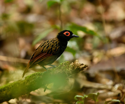 Black-spotted Bare-Eye, Mocagua, Colombia Whilst admiring the wonderful Rufous Potoo we ran into more luck. A close and calm encounter with this attractive antbird.

https://www.jungledragon.com/image/168161/black-spotted_bare-eye_mocagua_colombia.html
https://www.jungledragon.com/image/168162/black-spotted_bare-eye_mocagua_colombia.html
https://www.jungledragon.com/image/168163/black-spotted_bare-eye_mocagua_colombia.html
https://www.jungledragon.com/image/168164/black-spotted_bare-eye_mocagua_colombia.html Black-spotted bare-eye,Colombia,Colombia 2024,Geotagged,Leticia,Phlegopsis nigromaculata,South America,Spring,World