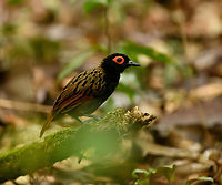 Black-spotted Bare-Eye, Mocagua, Colombia Whilst admiring the wonderful Rufous Potoo we ran into more luck. A close and calm encounter with this attractive antbird.<br />
<br />
https://www.jungledragon.com/image/168161/black-spotted_bare-eye_mocagua_colombia.html<br />
https://www.jungledragon.com/image/168162/black-spotted_bare-eye_mocagua_colombia.html<br />
https://www.jungledragon.com/image/168163/black-spotted_bare-eye_mocagua_colombia.html<br />
https://www.jungledragon.com/image/168164/black-spotted_bare-eye_mocagua_colombia.html Black-spotted bare-eye,Colombia,Colombia 2024,Geotagged,Leticia,Phlegopsis nigromaculata,South America,Spring,World