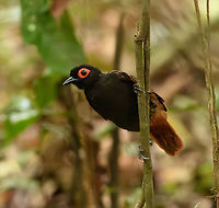 Black-spotted Bare-Eye, Mocagua, Colombia Whilst admiring the wonderful Rufous Potoo we ran into more luck. A close and calm encounter with this attractive antbird.<br />
<br />
https://www.jungledragon.com/image/168161/black-spotted_bare-eye_mocagua_colombia.html<br />
https://www.jungledragon.com/image/168162/black-spotted_bare-eye_mocagua_colombia.html<br />
https://www.jungledragon.com/image/168163/black-spotted_bare-eye_mocagua_colombia.html<br />
https://www.jungledragon.com/image/168164/black-spotted_bare-eye_mocagua_colombia.html Black-spotted bare-eye,Colombia,Colombia 2024,Geotagged,Leticia,Phlegopsis nigromaculata,South America,Spring,World