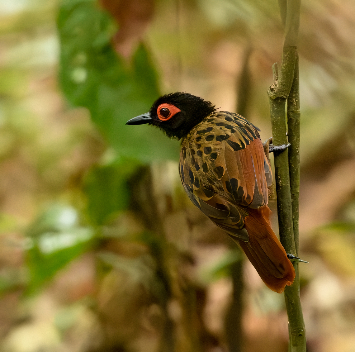 Black-spotted Bare-Eye, Mocagua, Colombia Whilst admiring the wonderful Rufous Potoo we ran into more luck. A close and calm encounter with this attractive antbird.<br />
<br />
<figure class="photo"><a href="https://www.jungledragon.com/image/168161/black-spotted_bare-eye_mocagua_colombia.html" title="Black-spotted Bare-Eye, Mocagua, Colombia"><img src="https://s3.amazonaws.com/media.jungledragon.com/images/2/168161_thumb.jpg?AWSAccessKeyId=05GMT0V3GWVNE7GGM1R2&Expires=1759968010&Signature=gCstMFRcNIJzI47YECxuHP%2BqpC4%3D" width="200" height="168" alt="Black-spotted Bare-Eye, Mocagua, Colombia Whilst admiring the wonderful Rufous Potoo we ran into more luck. A close and calm encounter with this attractive antbird.<br />
<br />
https://www.jungledragon.com/image/168161/black-spotted_bare-eye_mocagua_colombia.html<br />
https://www.jungledragon.com/image/168162/black-spotted_bare-eye_mocagua_colombia.html<br />
https://www.jungledragon.com/image/168163/black-spotted_bare-eye_mocagua_colombia.html<br />
https://www.jungledragon.com/image/168164/black-spotted_bare-eye_mocagua_colombia.html Black-spotted bare-eye,Colombia,Colombia 2024,Geotagged,Leticia,Phlegopsis nigromaculata,South America,Spring,World" /></a></figure><br />
<figure class="photo"><a href="https://www.jungledragon.com/image/168162/black-spotted_bare-eye_mocagua_colombia.html" title="Black-spotted Bare-Eye, Mocagua, Colombia"><img src="https://s3.amazonaws.com/media.jungledragon.com/images/2/168162_thumb.jpg?AWSAccessKeyId=05GMT0V3GWVNE7GGM1R2&Expires=1759968010&Signature=a84lGXrzxD%2FQjkZqMGootXKuG0I%3D" width="200" height="190" alt="Black-spotted Bare-Eye, Mocagua, Colombia Whilst admiring the wonderful Rufous Potoo we ran into more luck. A close and calm encounter with this attractive antbird.<br />
<br />
https://www.jungledragon.com/image/168161/black-spotted_bare-eye_mocagua_colombia.html<br />
https://www.jungledragon.com/image/168162/black-spotted_bare-eye_mocagua_colombia.html<br />
https://www.jungledragon.com/image/168163/black-spotted_bare-eye_mocagua_colombia.html<br />
https://www.jungledragon.com/image/168164/black-spotted_bare-eye_mocagua_colombia.html Black-spotted bare-eye,Colombia,Colombia 2024,Geotagged,Leticia,Phlegopsis nigromaculata,South America,Spring,World" /></a></figure><br />
<figure class="photo"><a href="https://www.jungledragon.com/image/168163/black-spotted_bare-eye_mocagua_colombia.html" title="Black-spotted Bare-Eye, Mocagua, Colombia"><img src="https://s3.amazonaws.com/media.jungledragon.com/images/2/168163_thumb.jpg?AWSAccessKeyId=05GMT0V3GWVNE7GGM1R2&Expires=1759968010&Signature=1q%2BKhL1teXkpdo6IKiG%2FXj06j3M%3D" width="200" height="200" alt="Black-spotted Bare-Eye, Mocagua, Colombia Whilst admiring the wonderful Rufous Potoo we ran into more luck. A close and calm encounter with this attractive antbird.<br />
<br />
https://www.jungledragon.com/image/168161/black-spotted_bare-eye_mocagua_colombia.html<br />
https://www.jungledragon.com/image/168162/black-spotted_bare-eye_mocagua_colombia.html<br />
https://www.jungledragon.com/image/168163/black-spotted_bare-eye_mocagua_colombia.html<br />
https://www.jungledragon.com/image/168164/black-spotted_bare-eye_mocagua_colombia.html Black-spotted bare-eye,Colombia,Colombia 2024,Geotagged,Leticia,Phlegopsis nigromaculata,South America,Spring,World" /></a></figure><br />
<figure class="photo"><a href="https://www.jungledragon.com/image/168164/black-spotted_bare-eye_mocagua_colombia.html" title="Black-spotted Bare-Eye, Mocagua, Colombia"><img src="https://s3.amazonaws.com/media.jungledragon.com/images/2/168164_thumb.jpg?AWSAccessKeyId=05GMT0V3GWVNE7GGM1R2&Expires=1759968010&Signature=mMnkdKu1prhNnrgUtNFl0BhMMaQ%3D" width="110" height="152" alt="Black-spotted Bare-Eye, Mocagua, Colombia Whilst admiring the wonderful Rufous Potoo we ran into more luck. A close and calm encounter with this attractive antbird.<br />
<br />
https://www.jungledragon.com/image/168161/black-spotted_bare-eye_mocagua_colombia.html<br />
https://www.jungledragon.com/image/168162/black-spotted_bare-eye_mocagua_colombia.html<br />
https://www.jungledragon.com/image/168163/black-spotted_bare-eye_mocagua_colombia.html<br />
https://www.jungledragon.com/image/168164/black-spotted_bare-eye_mocagua_colombia.html Black-spotted bare-eye,Colombia,Colombia 2024,Geotagged,Leticia,Phlegopsis nigromaculata,South America,Spring,World" /></a></figure> Black-spotted bare-eye,Colombia,Colombia 2024,Geotagged,Leticia,Phlegopsis nigromaculata,South America,Spring,World