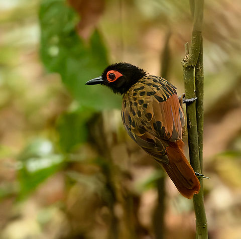Black-spotted Bare-Eye, Mocagua, Colombia Whilst admiring the wonderful Rufous Potoo we ran into more luck. A close and calm encounter with this attractive antbird.

https://www.jungledragon.com/image/168161/black-spotted_bare-eye_mocagua_colombia.html
https://www.jungledragon.com/image/168162/black-spotted_bare-eye_mocagua_colombia.html
https://www.jungledragon.com/image/168163/black-spotted_bare-eye_mocagua_colombia.html
https://www.jungledragon.com/image/168164/black-spotted_bare-eye_mocagua_colombia.html Black-spotted bare-eye,Colombia,Colombia 2024,Geotagged,Leticia,Phlegopsis nigromaculata,South America,Spring,World