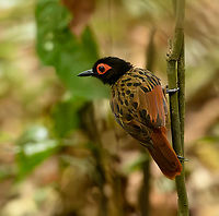Black-spotted Bare-Eye, Mocagua, Colombia Whilst admiring the wonderful Rufous Potoo we ran into more luck. A close and calm encounter with this attractive antbird.<br />
<br />
https://www.jungledragon.com/image/168161/black-spotted_bare-eye_mocagua_colombia.html<br />
https://www.jungledragon.com/image/168162/black-spotted_bare-eye_mocagua_colombia.html<br />
https://www.jungledragon.com/image/168163/black-spotted_bare-eye_mocagua_colombia.html<br />
https://www.jungledragon.com/image/168164/black-spotted_bare-eye_mocagua_colombia.html Black-spotted bare-eye,Colombia,Colombia 2024,Geotagged,Leticia,Phlegopsis nigromaculata,South America,Spring,World